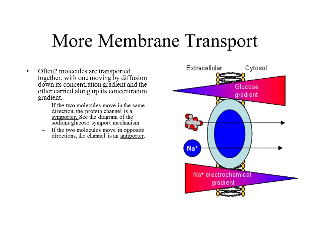 More Membrane Transport Often2 molecules are transported together, with one moving by diffusion down